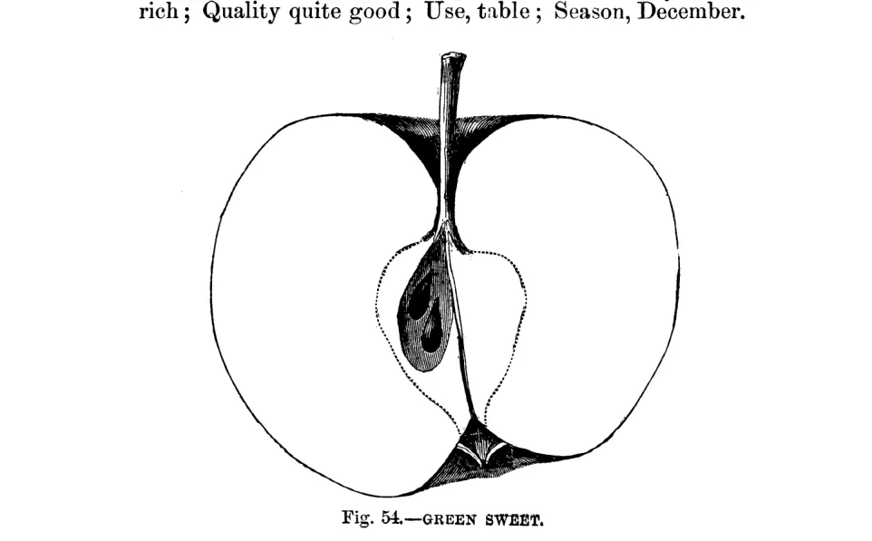 Illustration from Warder, American Pomology: Apples (1867)