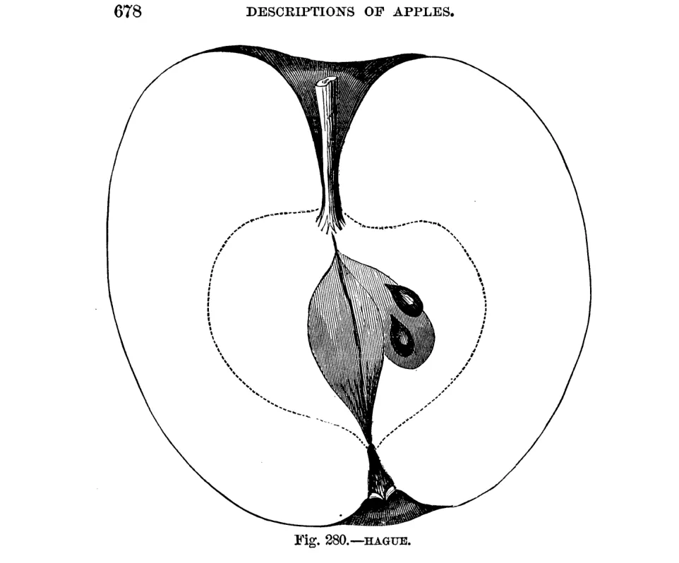 Illustration of Hague Pippin