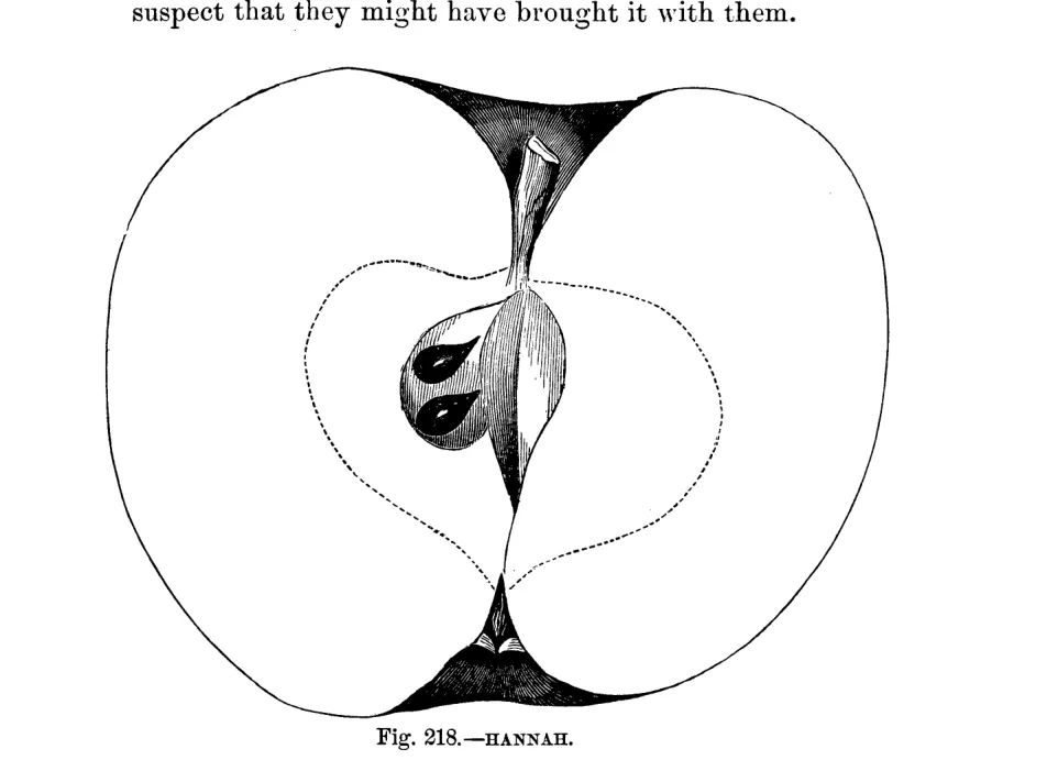 Illustration of Hannah