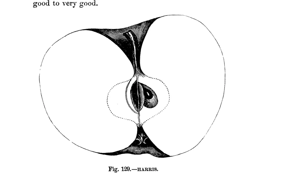Illustration of Harris
