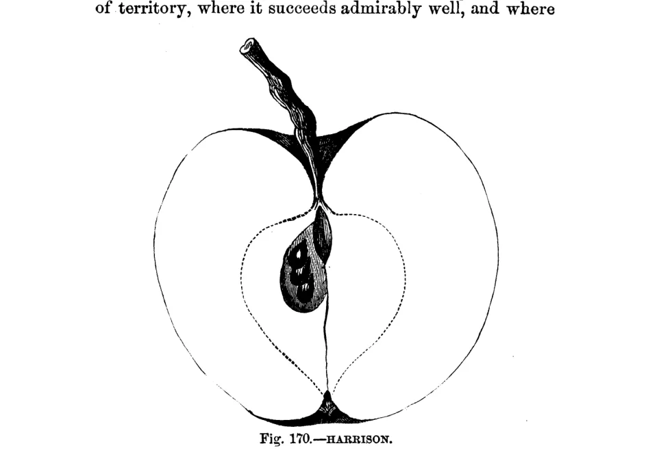 Illustration from Warder, American Pomology: Apples (1867)