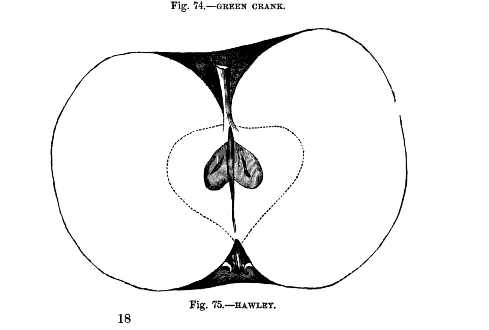 Illustration from Warder, American Pomology: Apples (1867)