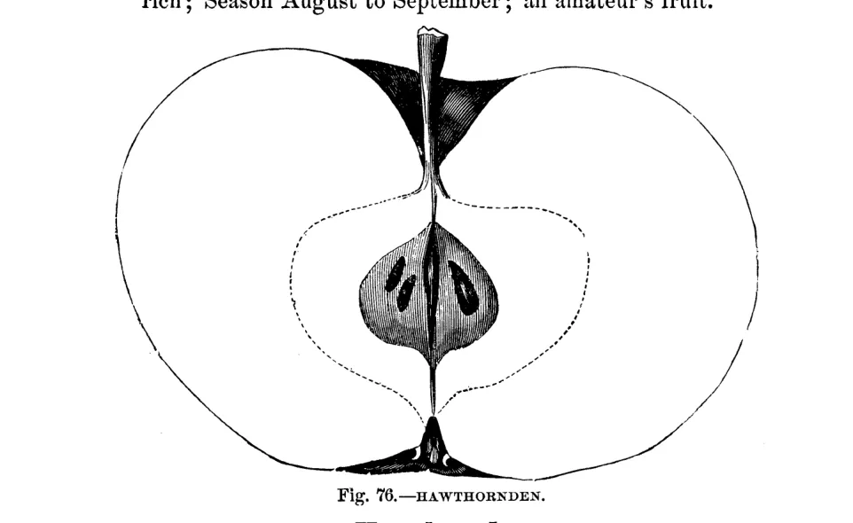 Illustration from Warder, American Pomology: Apples (1867)