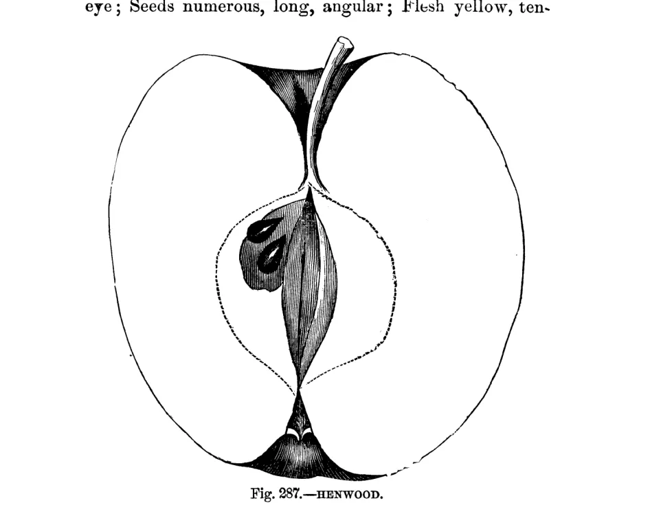 Illustration of Henwood