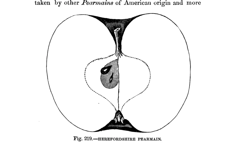 Illustration of Herefordshire Pearmain