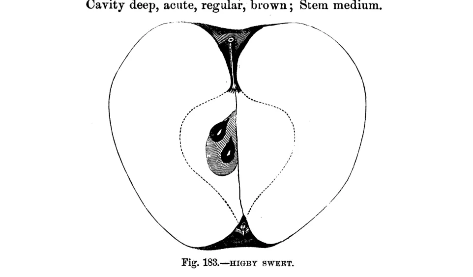 Illustration from Warder, American Pomology: Apples (1867)