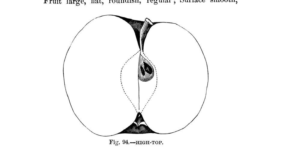 Illustration of Hightop