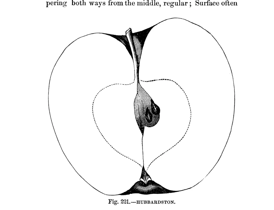 Illustration from Warder, American Pomology: Apples (1867)