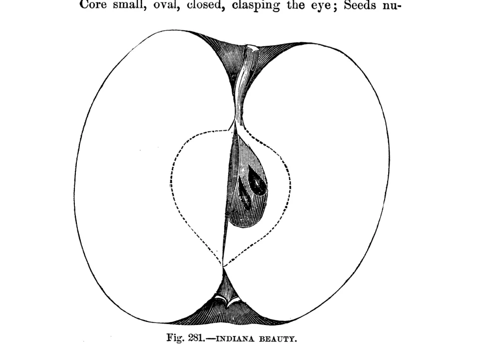 Illustration of Indiana Beauty