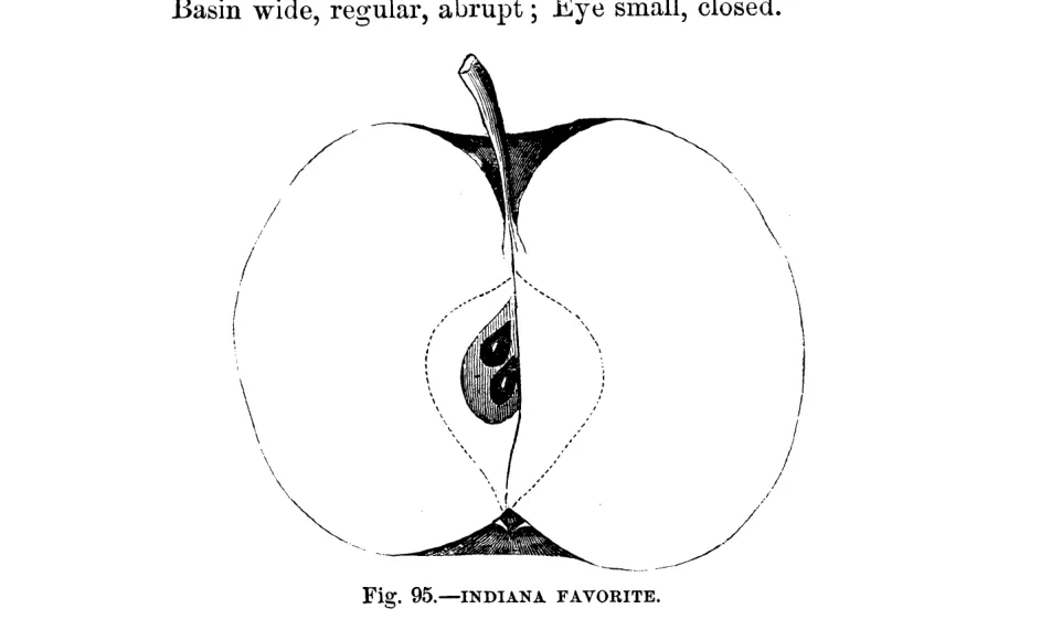 Illustration from Warder, American Pomology: Apples (1867)