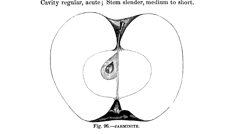 Illustration of Jarminite