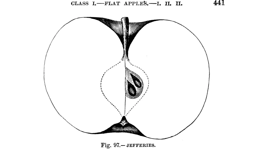 Illustration from Warder, American Pomology: Apples (1867)