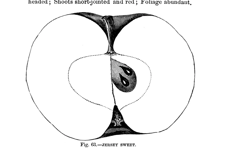 Illustration from Warder, American Pomology: Apples (1867)