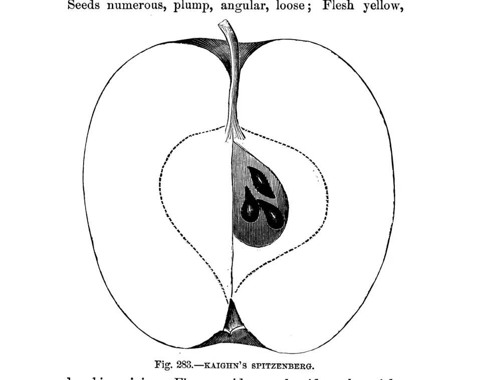 Illustration from Warder, American Pomology: Apples (1867)