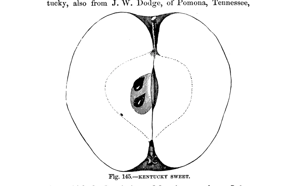 Illustration of Kentucky Sweet