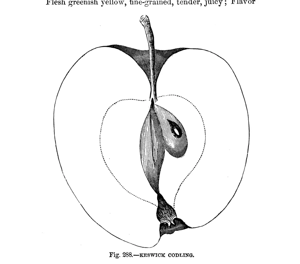 Illustration from Warder, American Pomology: Apples (1867)