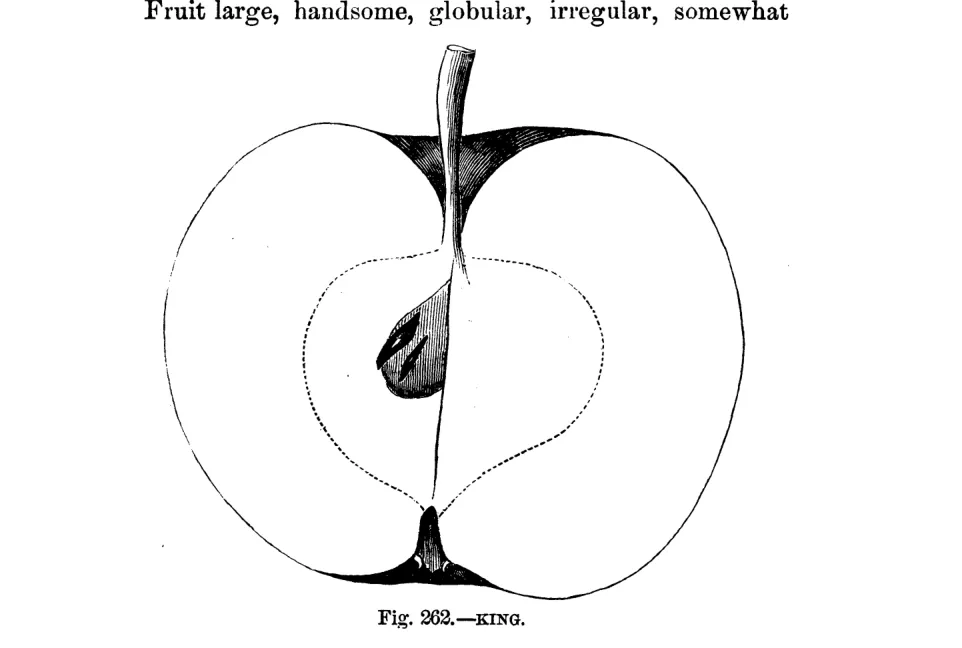 Illustration of King