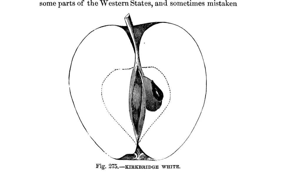 Illustration from Warder, American Pomology: Apples (1867)