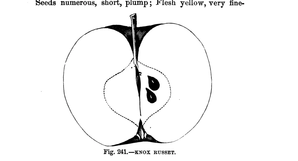 Illustration of Knox Russet