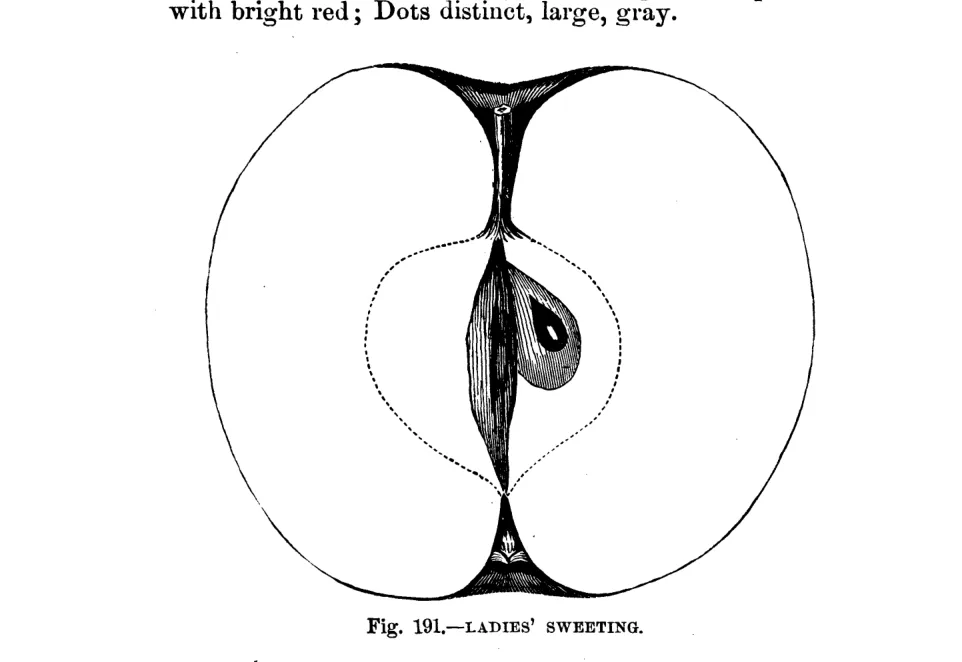 Illustration of Ladies' Sweeting