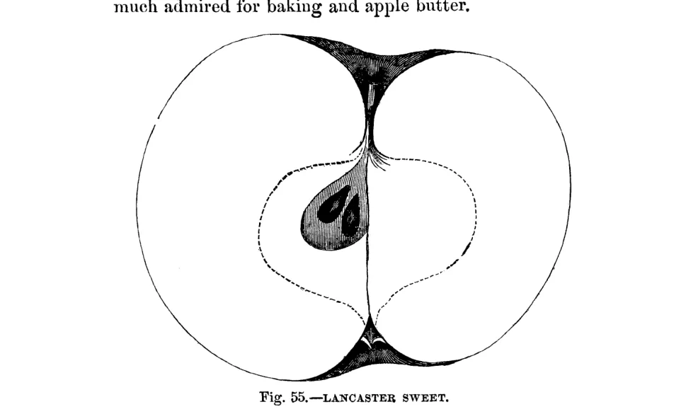 Illustration from Warder, American Pomology: Apples (1867)