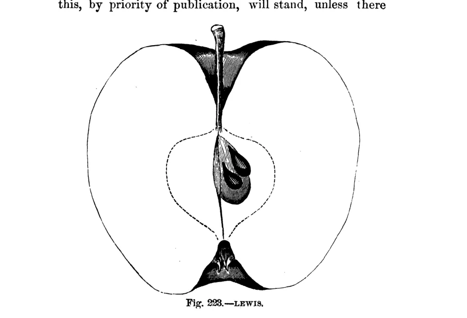 Illustration of Lewis