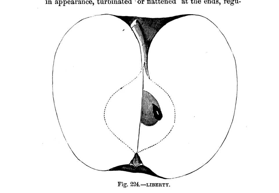 Illustration of Liberty