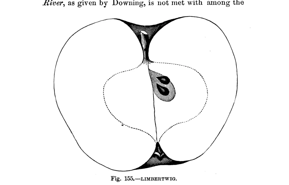 Illustration from Warder, American Pomology: Apples (1867)