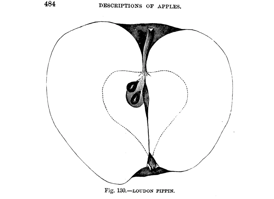 Illustration of Loudon Pippin