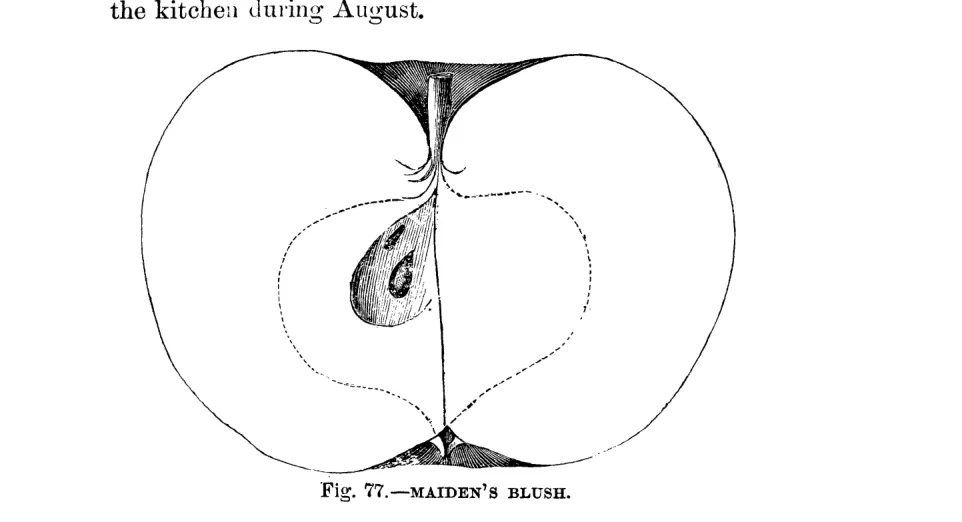 Illustration from Warder, American Pomology: Apples (1867)