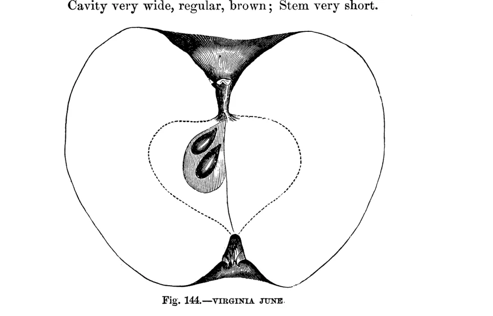 Illustration from Warder, American Pomology: Apples (1867)