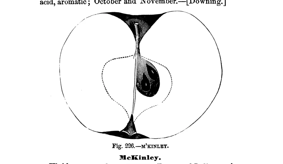 Illustration of McKINLEY