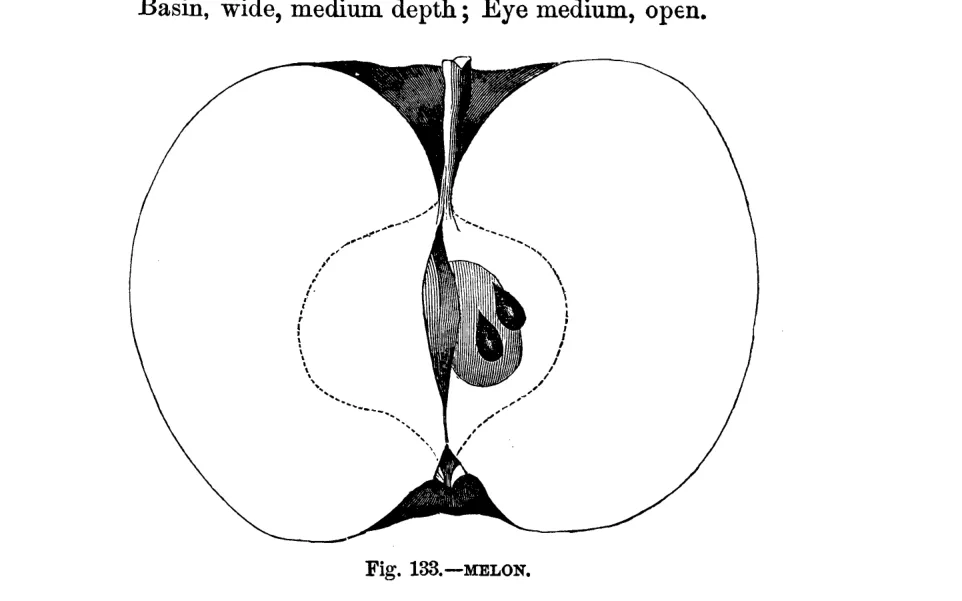Illustration from Warder, American Pomology: Apples (1867)