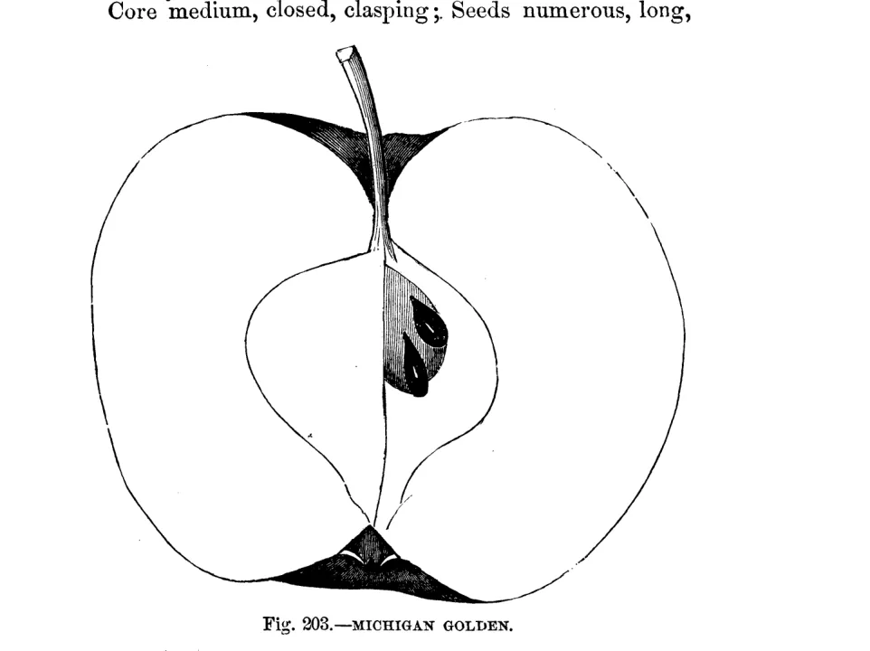 Illustration of Michigan Golden