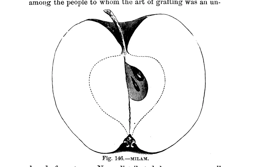 Illustration from Warder, American Pomology: Apples (1867)