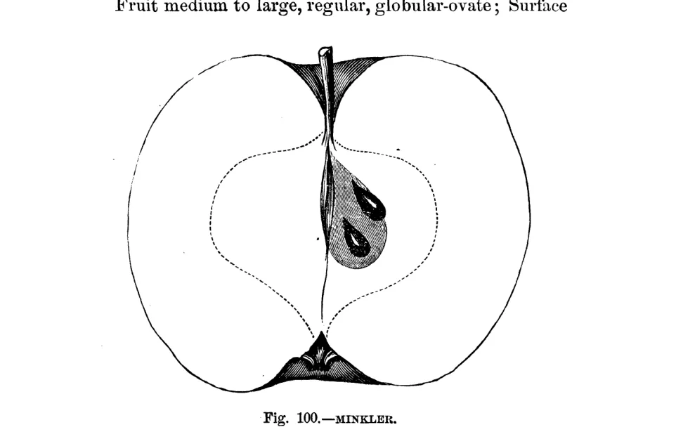 Illustration from Warder, American Pomology: Apples (1867)