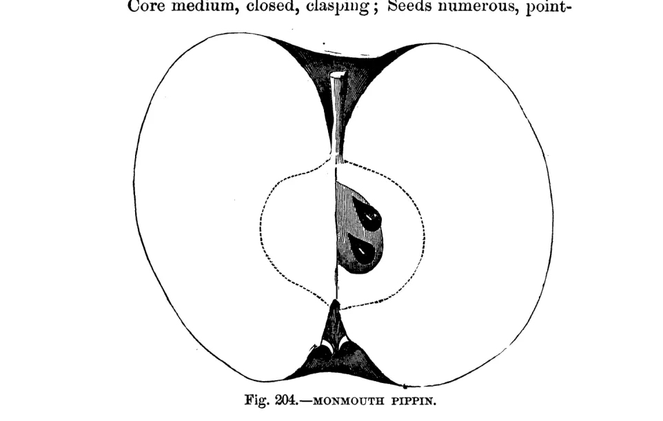 Illustration from Warder, American Pomology: Apples (1867)