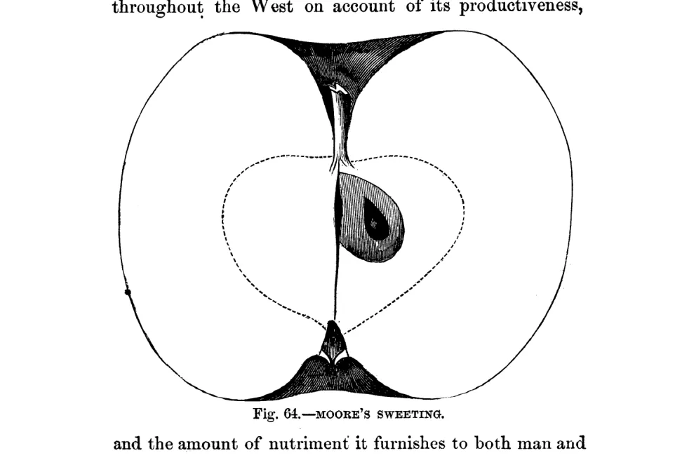 Illustration from Warder, American Pomology: Apples (1867)