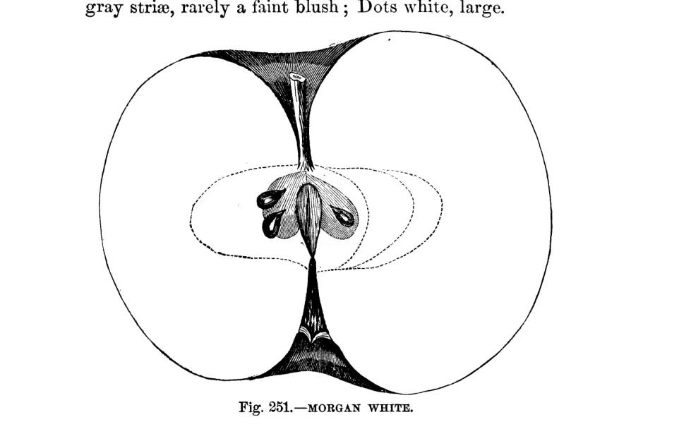 Illustration from Warder, American Pomology: Apples (1867)
