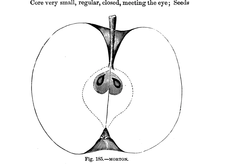 Illustration of Morton