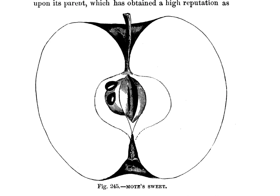 Illustration of Mote's Sweet