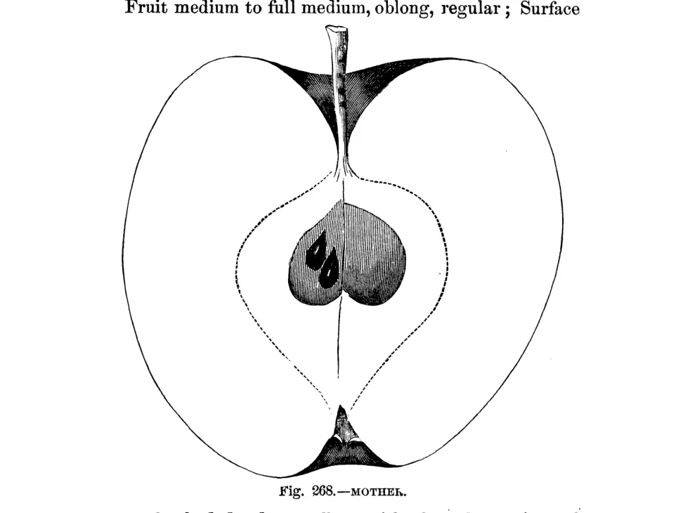 Illustration from Warder, American Pomology: Apples (1867)