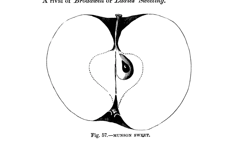 Illustration from Warder, American Pomology: Apples (1867)