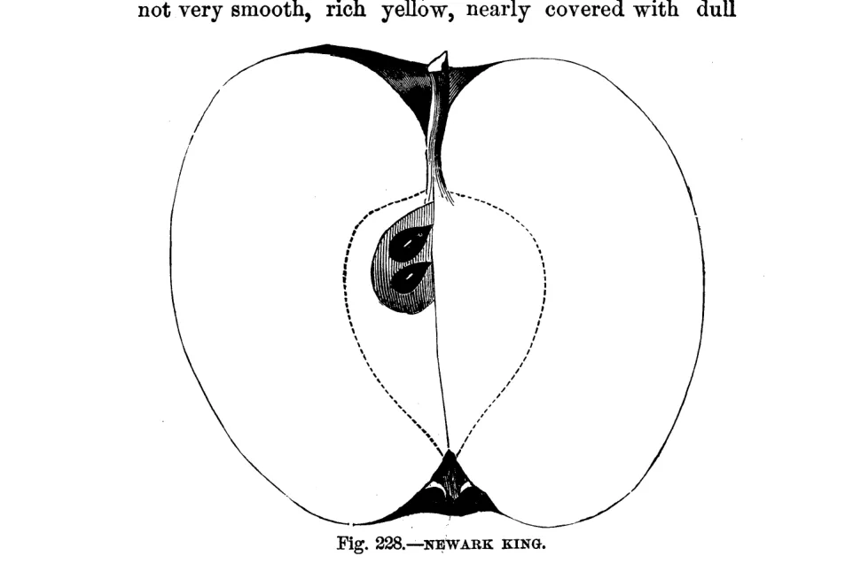 Illustration of Newark King