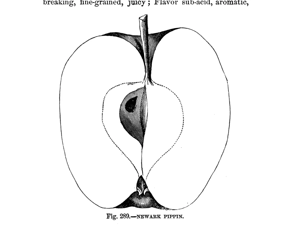 Illustration from Warder, American Pomology: Apples (1867)