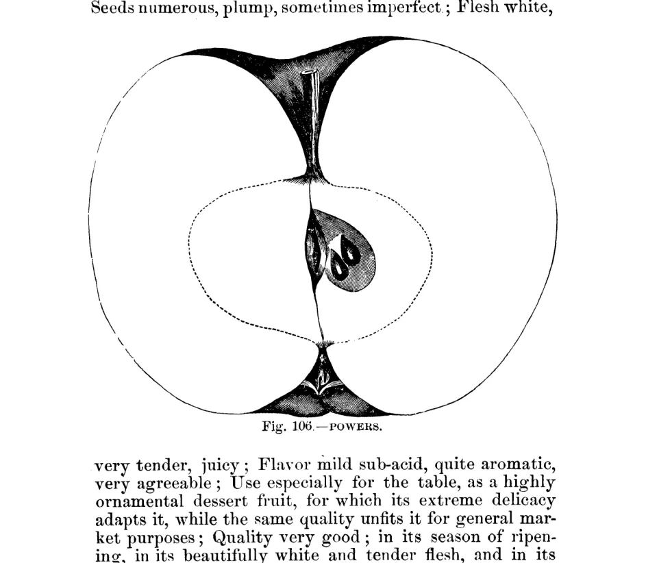 Illustration from Warder, American Pomology: Apples (1867)