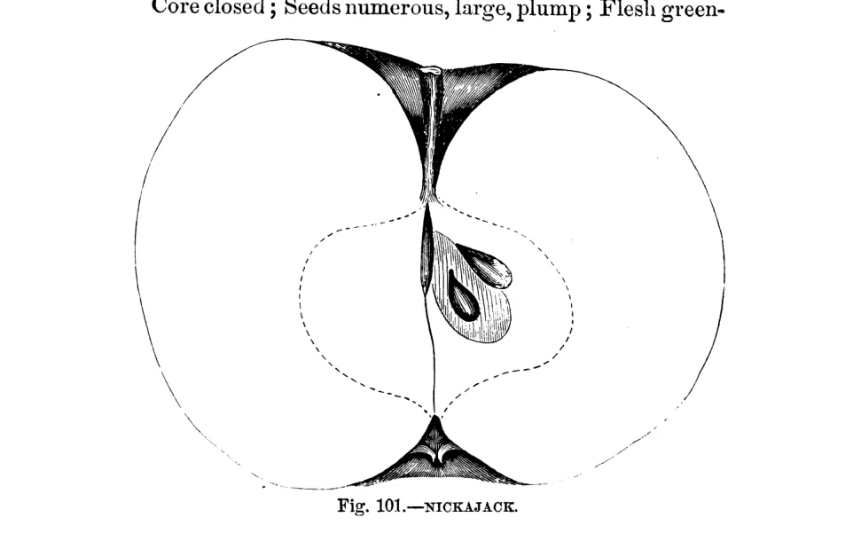 Illustration from Warder, American Pomology: Apples (1867)