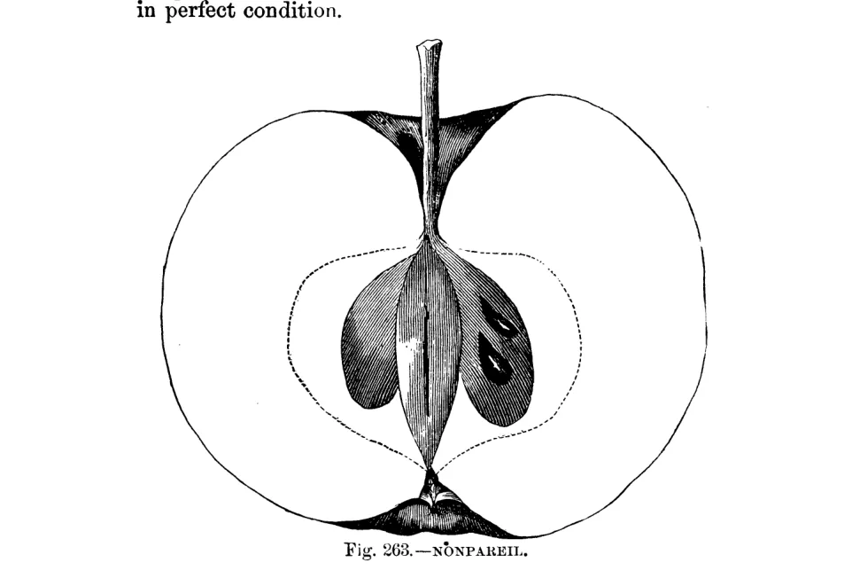 Illustration of Nonpareil