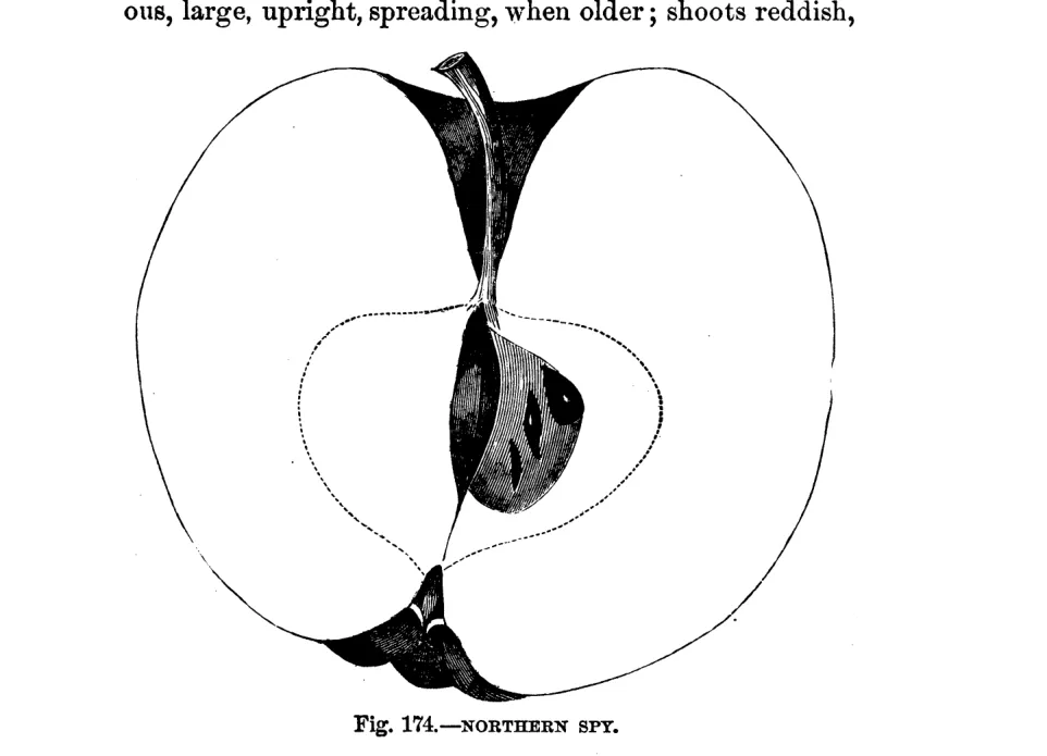 Illustration from Warder, American Pomology: Apples (1867)
