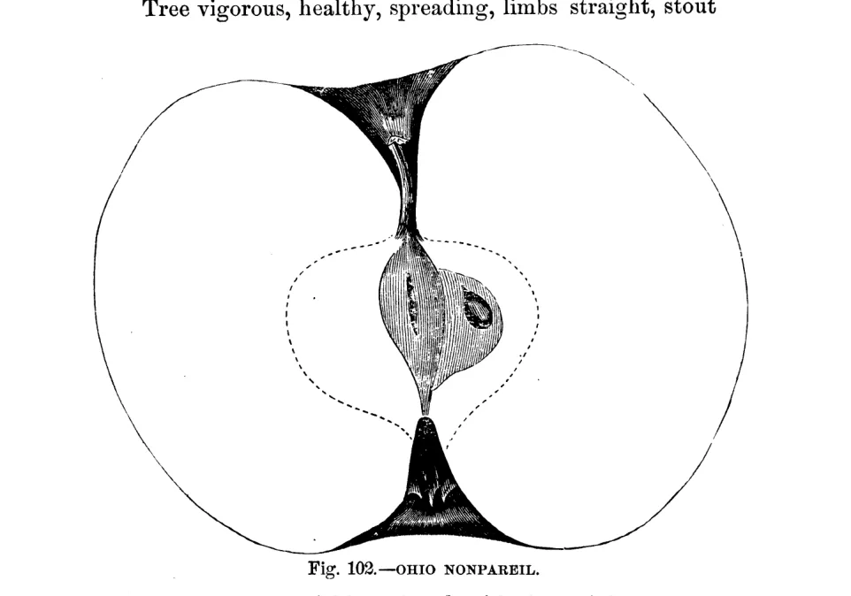Illustration from Warder, American Pomology: Apples (1867)